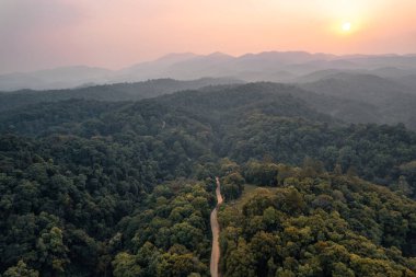 Yol ve yeşil ağaçlar yukarıdan yaz ormanlarında, orman yolunda
