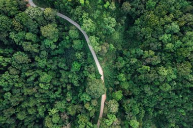 Yol ve yeşil ağaçlar yukarıdan yaz ormanlarında, orman yolunda