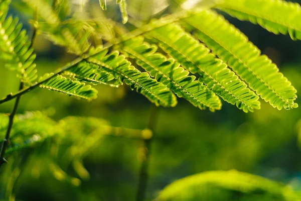 Hojas Verdes Naturaleza Noche Verano Fondo Hoja — Foto de Stock