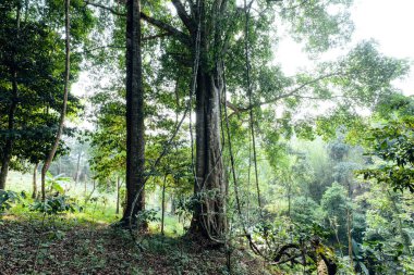 Yaz ormanında yeşil ağaçlar, büyük ağacın altında.