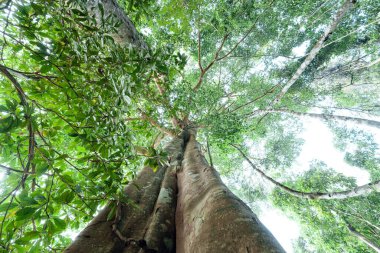 Yaz ormanında yeşil ağaçlar, büyük ağacın altında.