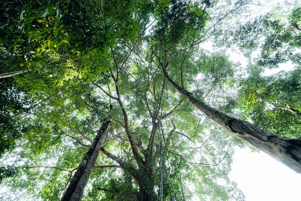 Yaz ormanında yeşil ağaçlar, büyük ağacın altında.