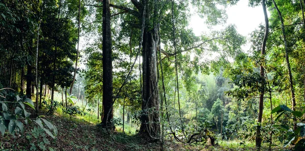 Árboles Verdes Bosque Verano Bajo Gran Árbol — Foto de Stock