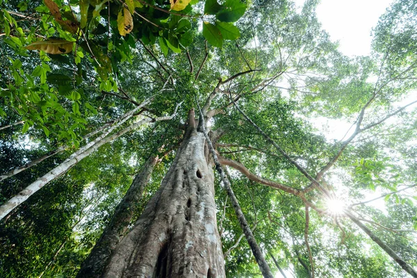 Árboles Verdes Bosque Verano Bajo Gran Árbol — Foto de Stock