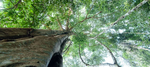 Árboles Verdes Bosque Verano Bajo Gran Árbol — Foto de Stock