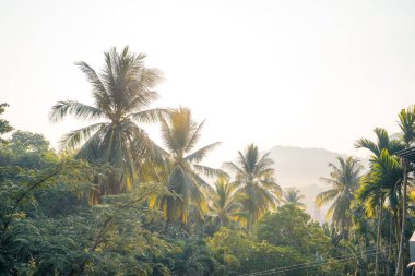 Tropik yapraklar ve ağaçlar arka planda, yapraklar doğada