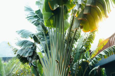 Tropik yapraklar ve ağaçlar arka planda, yapraklar doğada