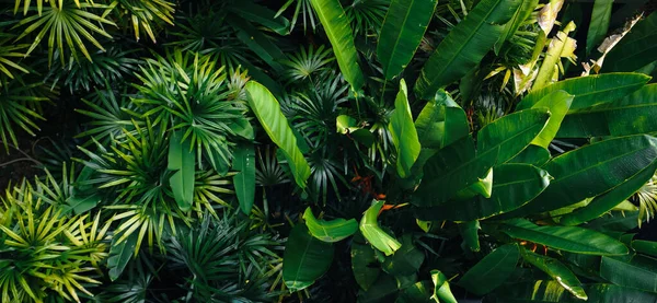 Foglie Tropicali Alberi Sfondo Foglie Natura — Foto Stock