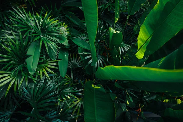热带树叶和树木背景 自然界中的叶子 — 图库照片