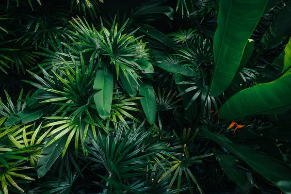 Тропічні Листя Фон Дерев Листя Природі — стокове фото