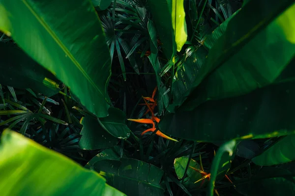 Тропические Листья Деревья Листья Природе — стоковое фото