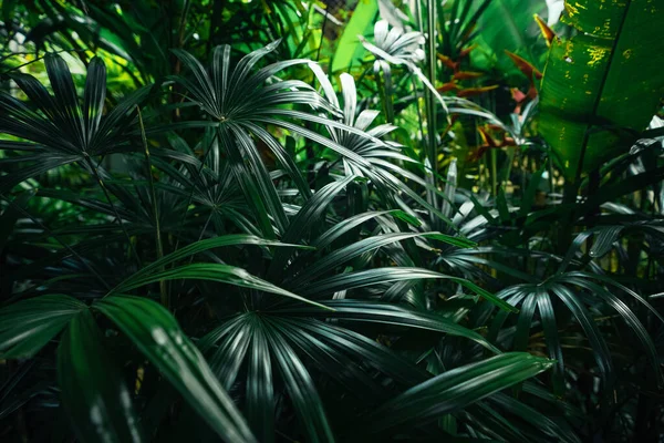 Тропічні Листя Фон Дерев Листя Природі — стокове фото