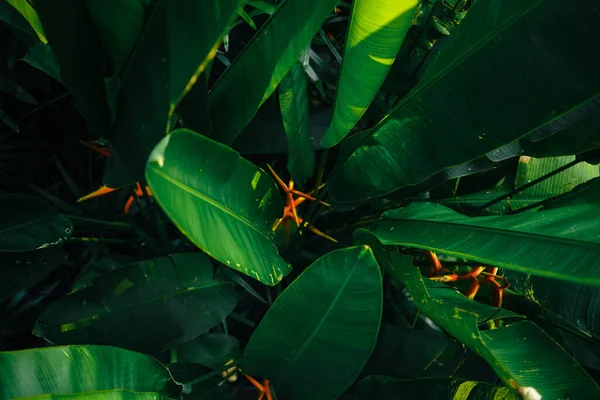 Tropical Leaves Trees Background Leaves Nature — Fotografia de Stock