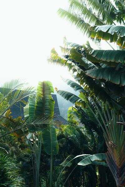 Tropische Bladeren Bomen Achtergrond Bladeren Natuur — Stockfoto