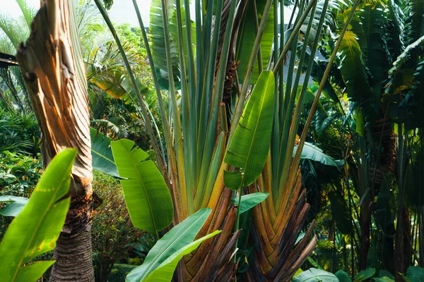 Tropische Blätter Und Bäume Hintergrund Blätter Der Natur — Stockfoto