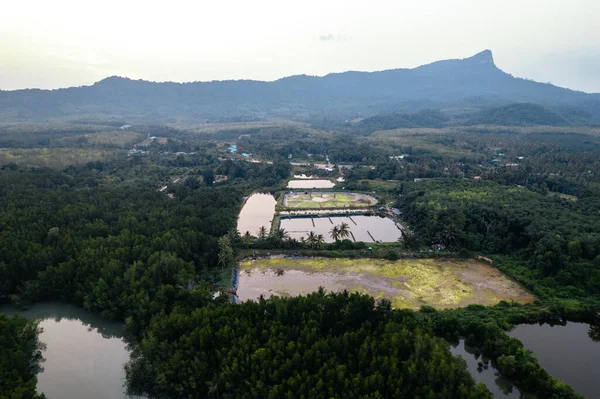 Krabi 'deki yüksek açılı mangrov ormanı ve kanal suyu.