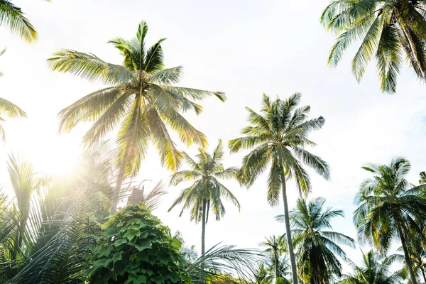 Tropikal bir adada sabah hindistan cevizi ağacı, tropikal bir ağaç