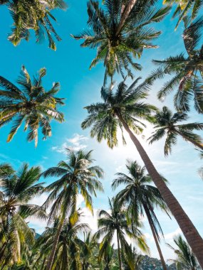 Tropik bir adada kumsalda hindistan cevizi ağaçları