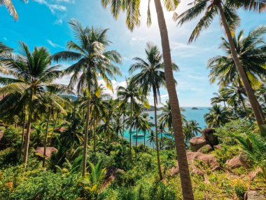 Tropik bir adada kumsalda hindistan cevizi ağaçları