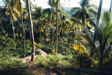 Yazın tropik adada hindistan cevizi ağaçları, palmiye ağaçları ve hindistan cevizi ağaçları