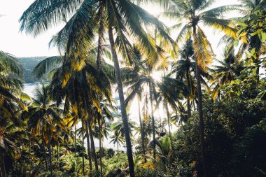 Yazın tropik adada hindistan cevizi ağaçları, palmiye ağaçları ve hindistan cevizi ağaçları