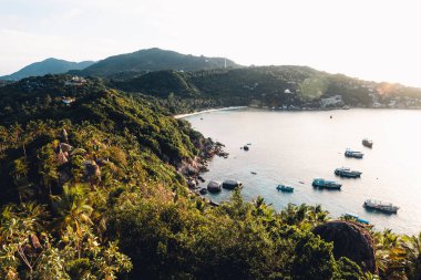 Yazın tropik adada hindistan cevizi ağaçları, palmiye ağaçları ve hindistan cevizi ağaçları