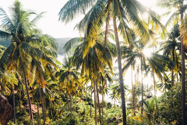 Yazın tropik adada hindistan cevizi ağaçları, palmiye ağaçları ve hindistan cevizi ağaçları