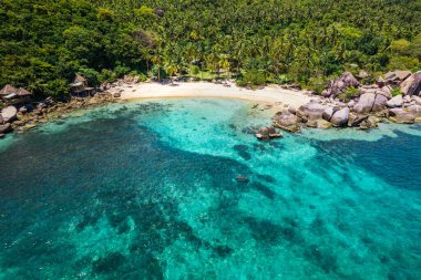 Hindistan cevizi ağaçları ve plajlar yazın yukarıdan