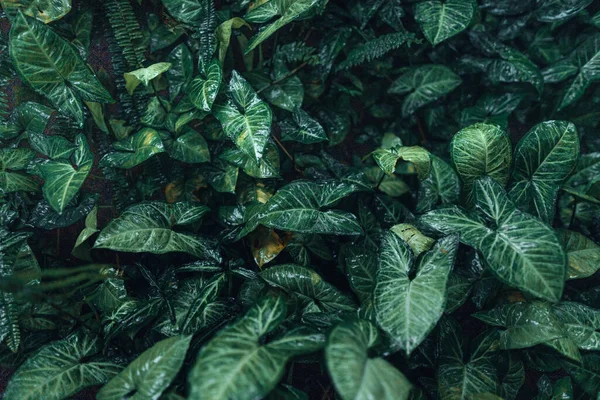 장마철 녹색은 자연을 배경으로 — 스톡 사진
