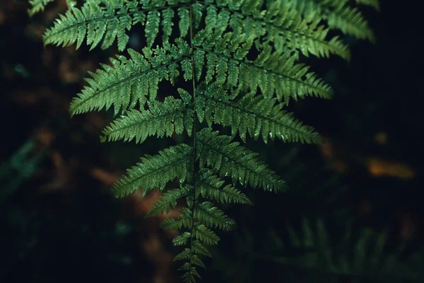 Období Dešťů Tmavě Zelená Listy Příroda Pozadí — Stock fotografie