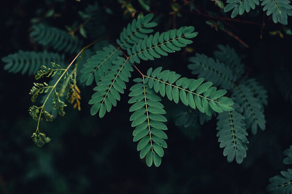 rainy season,Dark green leaves nature background