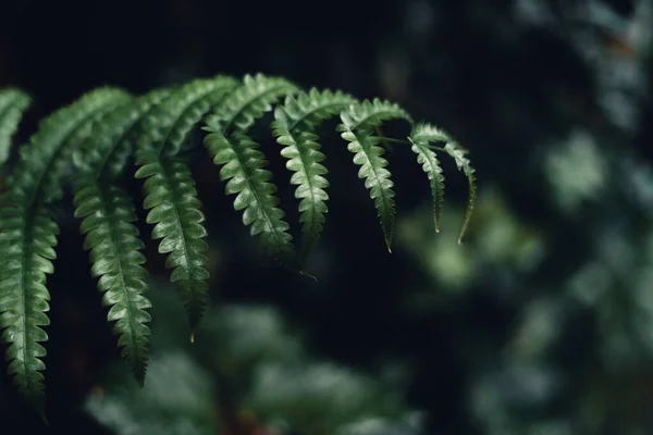 深绿色离开自然背景 — 图库照片