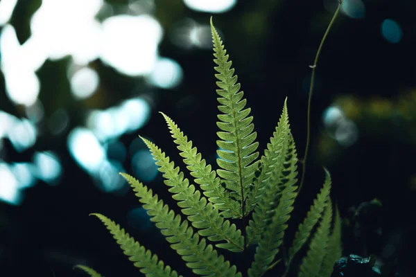 Temporada Lluvias Hojas Verde Oscuro Fondo Naturaleza — Foto de Stock