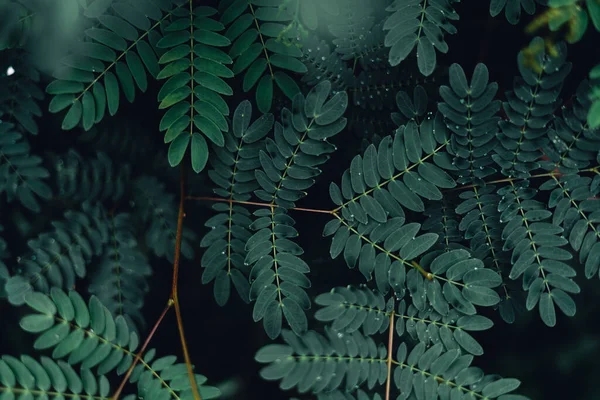 Období Dešťů Tmavě Zelená Listy Příroda Pozadí — Stock fotografie
