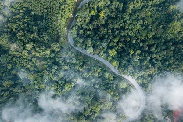 Wysoki Kąt Widzenia Rano Zielony Las Mgła Widok Pod Wysokim — Zdjęcie stockowe
