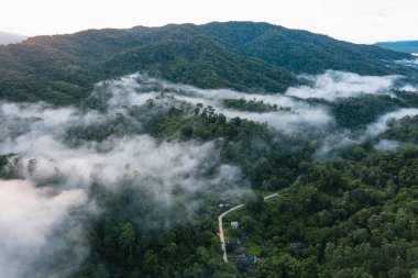 Yüksek açı sabah yeşil orman ve sis, yüksek açı manzarası