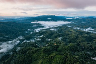 Yüksek açı sabah yeşil orman ve sis, yüksek açı manzarası