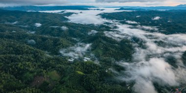 Yüksek açı sabah yeşil orman ve sis, yüksek açı manzarası