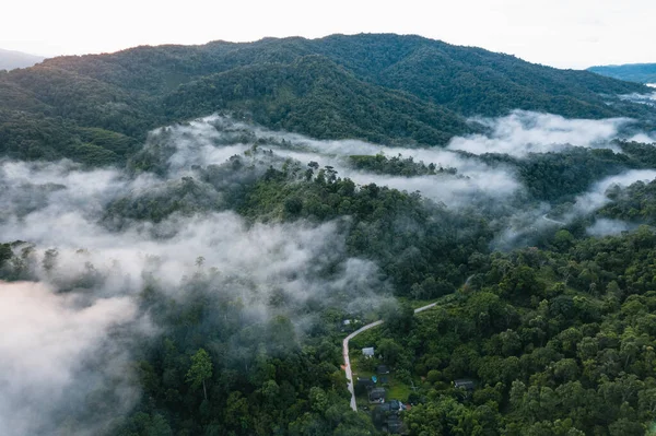 Yüksek açı sabah yeşil orman ve sis, yüksek açı manzarası