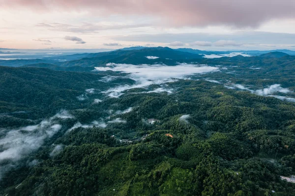 Yüksek açı sabah yeşil orman ve sis, yüksek açı manzarası