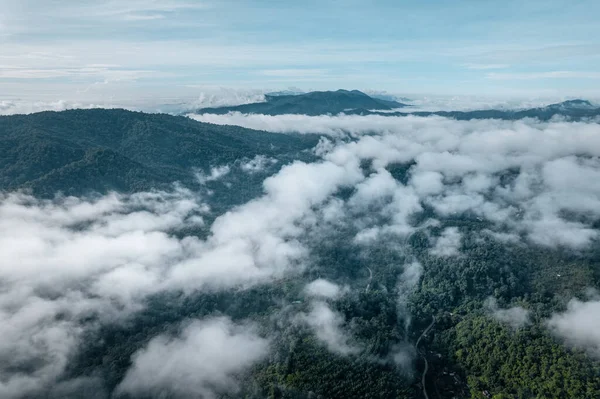 Yüksek açı sabah yeşil orman ve sis, yüksek açı manzarası