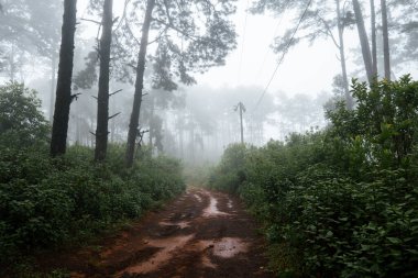 Ormanda, yeşil ağaçlarda ve siste