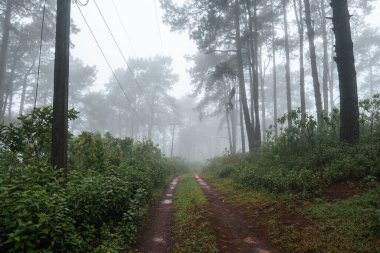 Ormanda, yeşil ağaçlarda ve siste