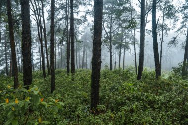 Ormanda, yeşil ağaçlarda ve siste