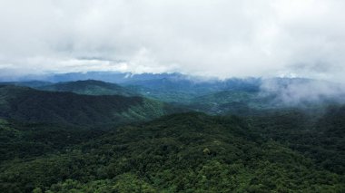 Ormanda, yeşil ağaçlarda ve siste