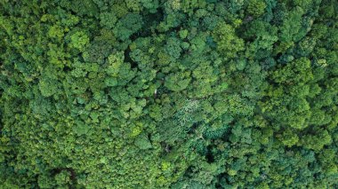 Ormanda, yeşil ağaçlarda ve siste