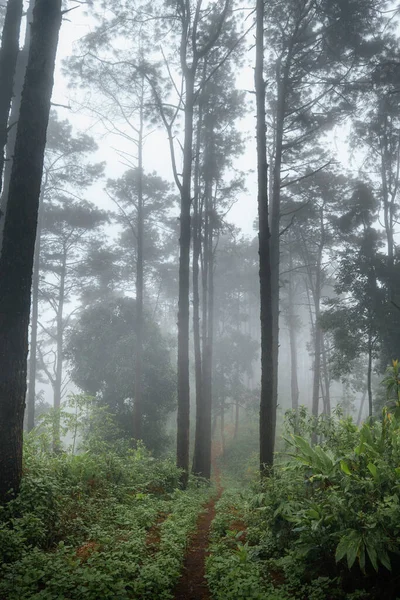 Forest Green Trees Fog — Fotografia de Stock