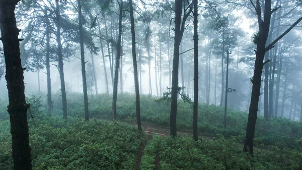 Лесу Зеленых Деревьях Тумане — стоковое фото