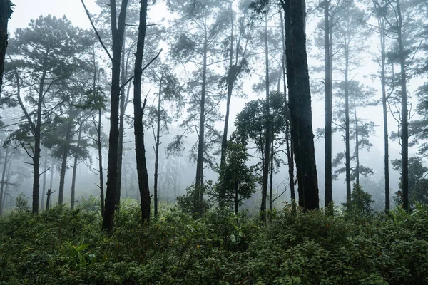 Bosque Árboles Verdes Niebla —  Fotos de Stock