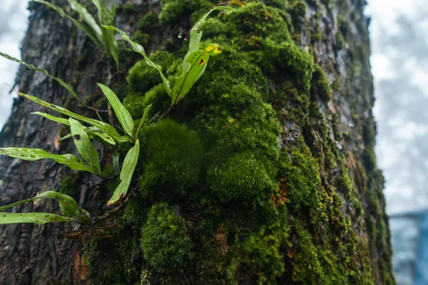 Лісі Зелених Деревах Тумані — стокове фото